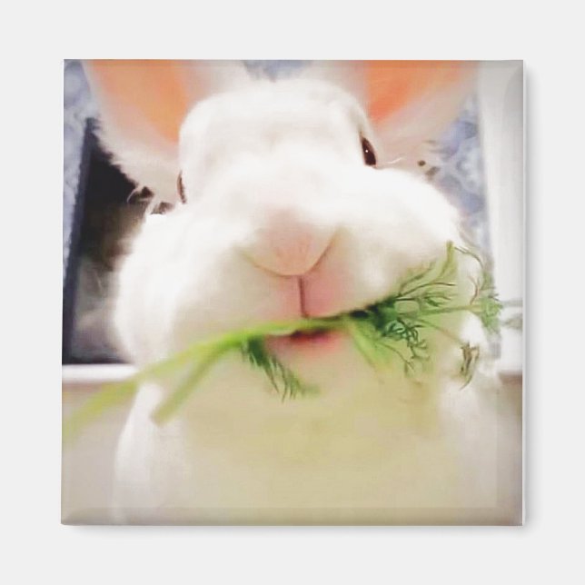 Bunny Magnet (Framsidan)