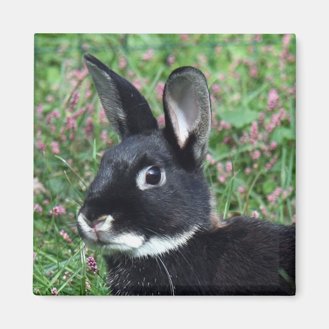 Bunny magnet (Framsidan)