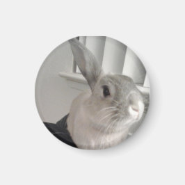 Bunny Magnet