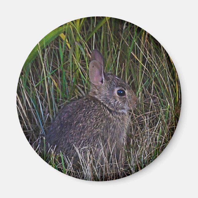 Bunny Magnet (Framsidan)