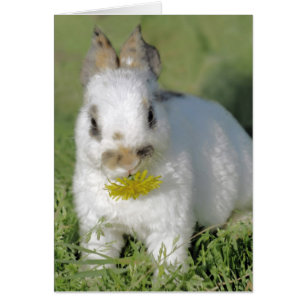 Bunny med Flower Hälsningskort