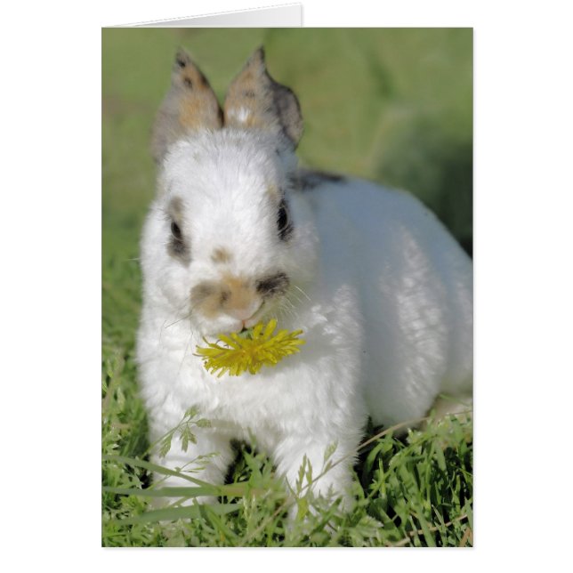 Bunny med Flower Hälsningskort (Framsidan)