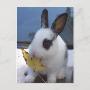 Bunny med löv vykort