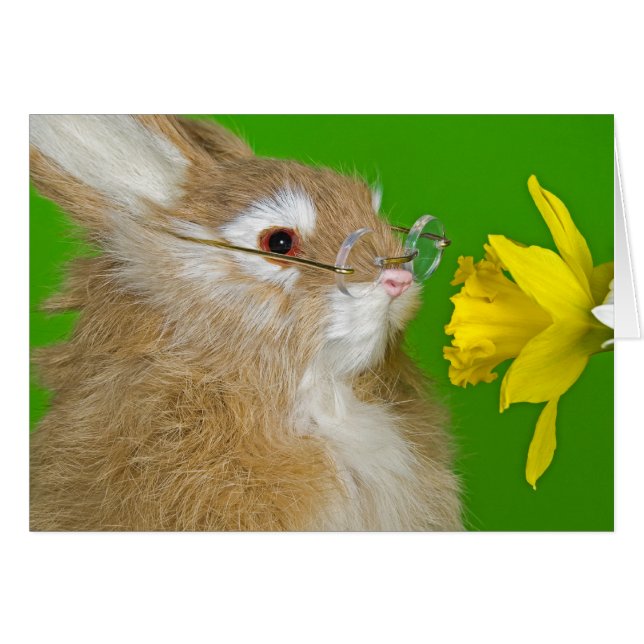 Bunny med vår daffodil hälsningskort (Framsidan Horizontal)
