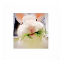 Bunny Munching Poster