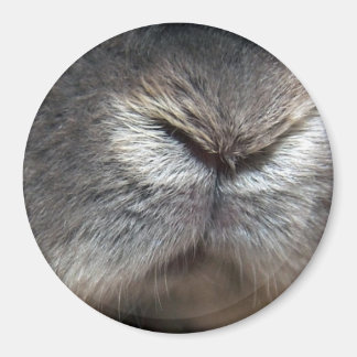 Bunny näsa magnet