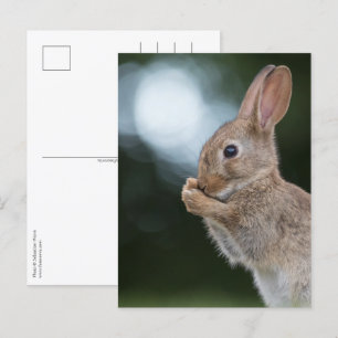 Bunny Nature Photo Vykort