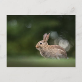 Bunny Nature Photo Vykort
