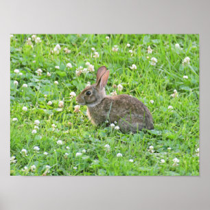 Bunny och Klöver****** Poster