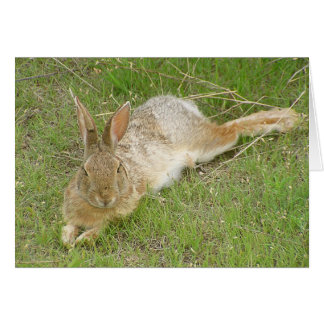 Bunny On Break Hälsningskort