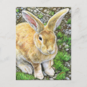 Bunny Pastel Vykort