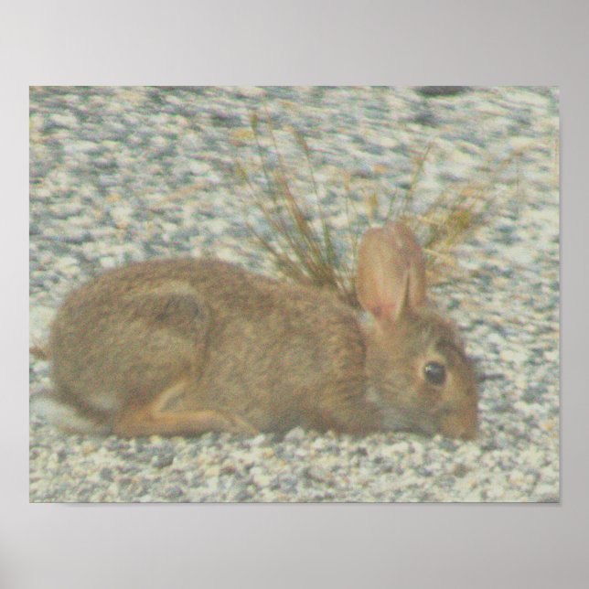 Bunny Photo Poster (Framsidan)