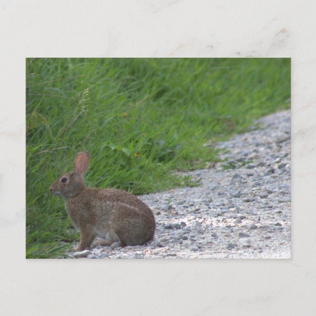 Bunny Postcard Vykort (Framsida)