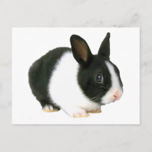 Bunny Rabbit Black & White Vykort