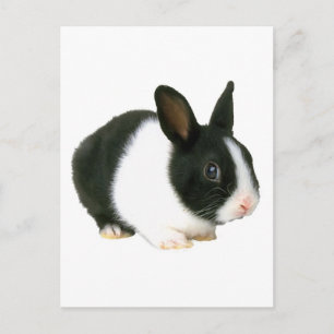 Bunny Rabbit Black & White Vykort