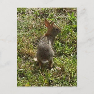 Bunny Rabbit Hare Saker Vykort