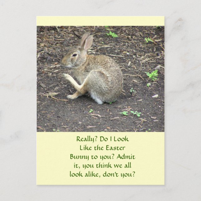 BUNNY RABBIT /HUMOROUS POSTCARD HELG VYKORT (Framsida)