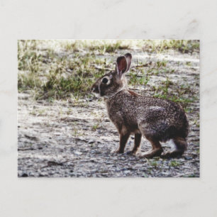 Bunny Rabbit i Vilden Vykort