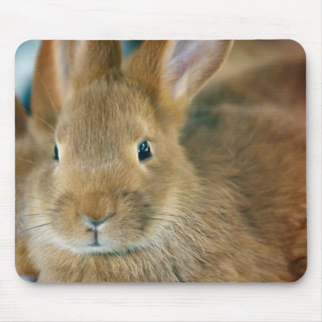 Bunny Rabbit Musmatta (Framsidan)
