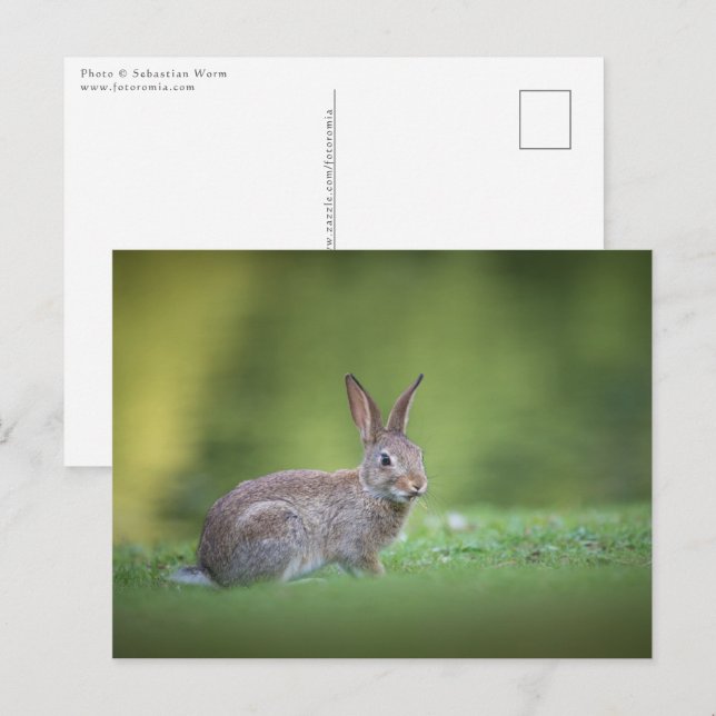 Bunny Rabbit Nature Photo Vykort (Fram/baksida)