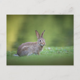 Bunny Rabbit Nature Photo Vykort