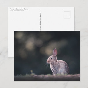 Bunny Rabbit Nature Photo Vykort