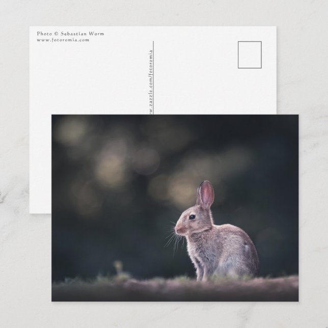 Bunny Rabbit Nature Photo Vykort (Fram/baksida)