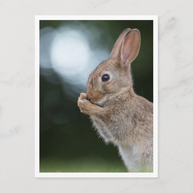 Bunny Rabbit Nature Photo Vykort (Framsida)