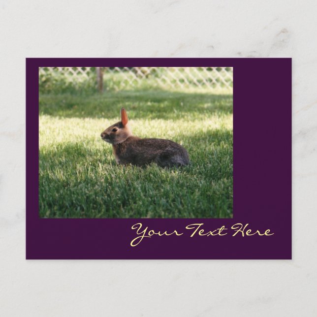 Bunny Rabbit Postcard Vykort (Framsida)