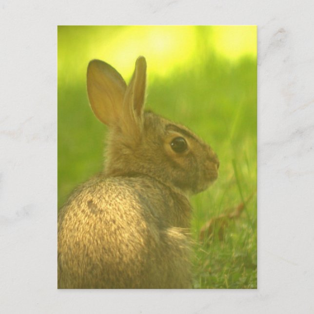 Bunny Rabbit Postcard Vykort (Framsida)
