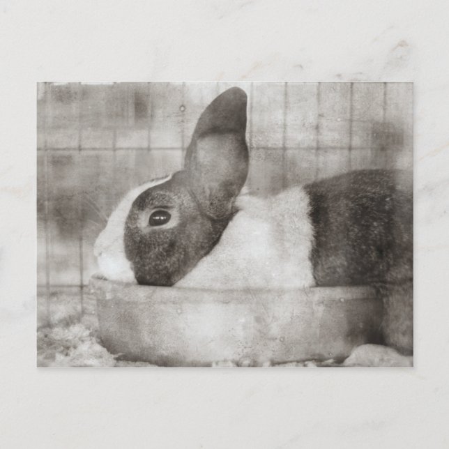 Bunny Rabbit Sitta i Bowl Retro Påsk Helg Vykort (Framsida)