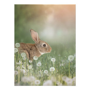 Bunny Rabbit Sitta i Dandelion Fält Girls Room Fototryck