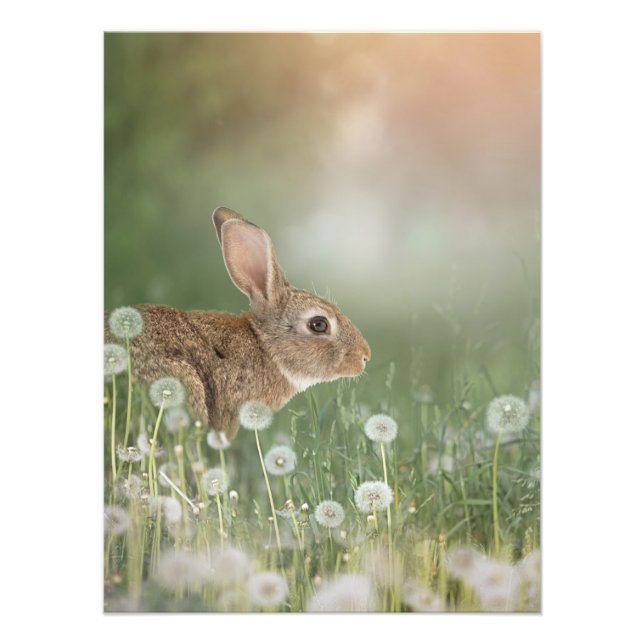 Bunny Rabbit Sitta i Dandelion Fält Girls Room Fototryck (Framsidan)