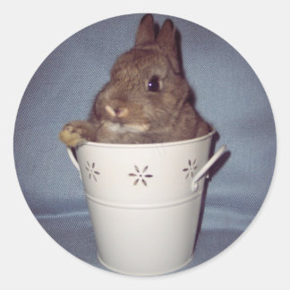 Bunny Rabbit Sticker Runt Klistermärke