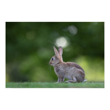 Bunny Rabbit Wildlife Photo