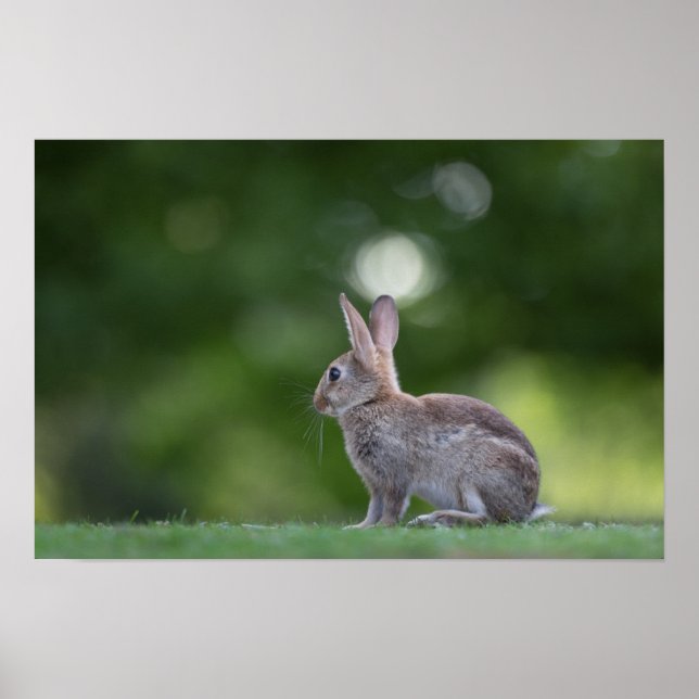 Bunny Rabbit Wildlife Photo Poster (Framsidan)