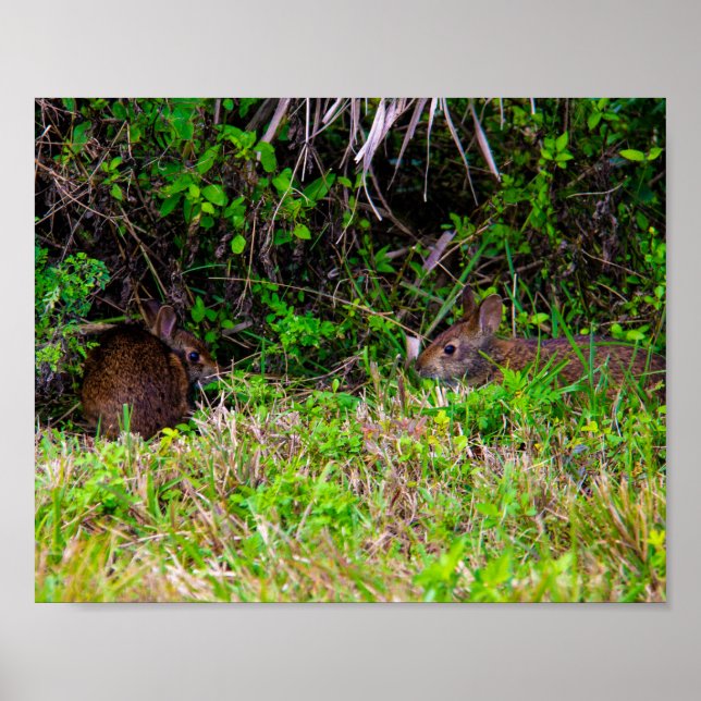Bunny Rabbits Cute Nature Poster (Framsidan)