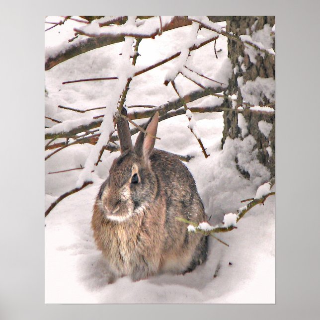 Bunny Seeking Shelter Poster (Framsidan)
