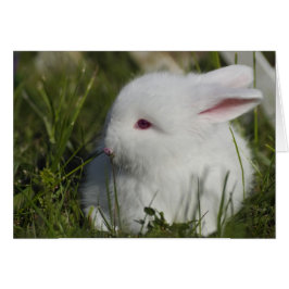 Bunny Sniffing Flower Hälsningskort