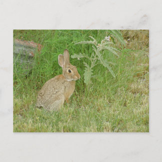 Bunny So Cute Vykort