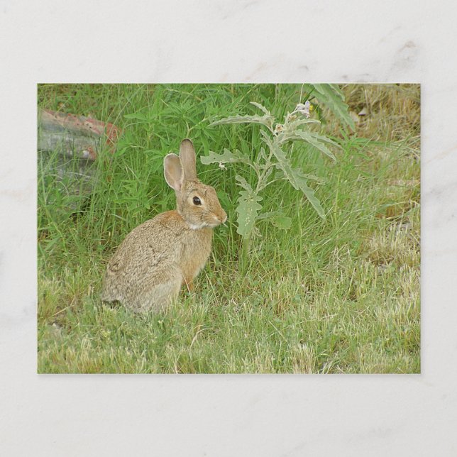Bunny So Cute Vykort (Framsida)