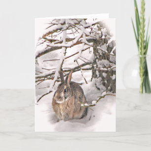 Bunny söker skydd kort