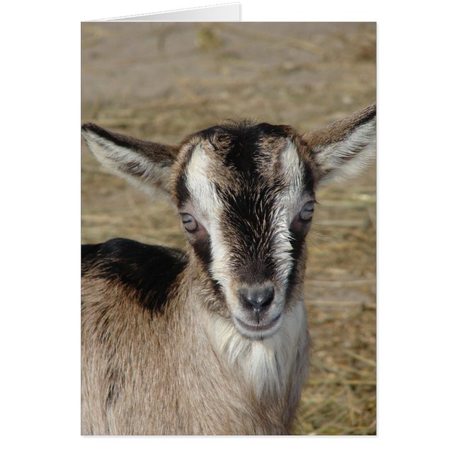 Bunny the Goat Hälsningskort (Framsidan)