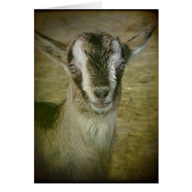 Bunny the Goat Hälsningskort (Framsidan)