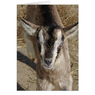 Bunny the Goat Hälsningskort