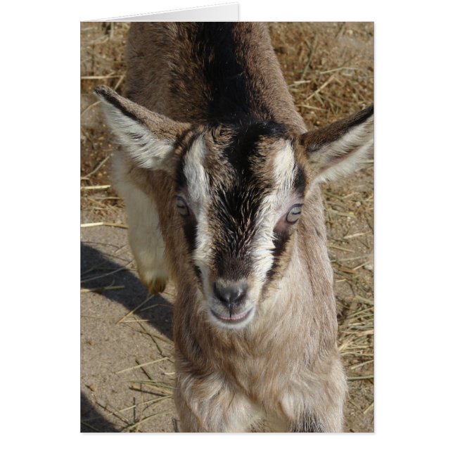Bunny the Goat Hälsningskort (Framsidan)