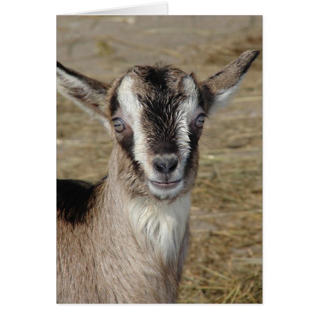 Bunny the Goat Hälsningskort (Framsidan)