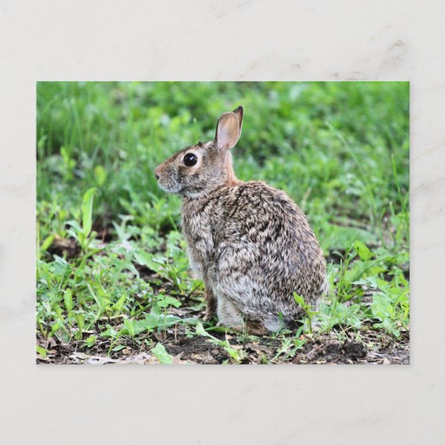 Bunny Vykort (Framsida)