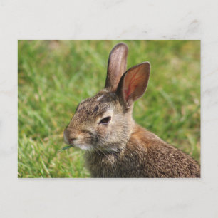 Bunny vykort