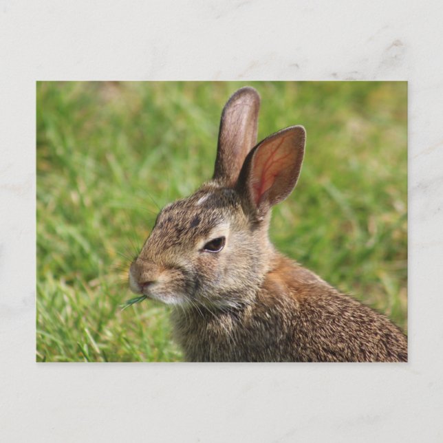 Bunny vykort (Framsida)